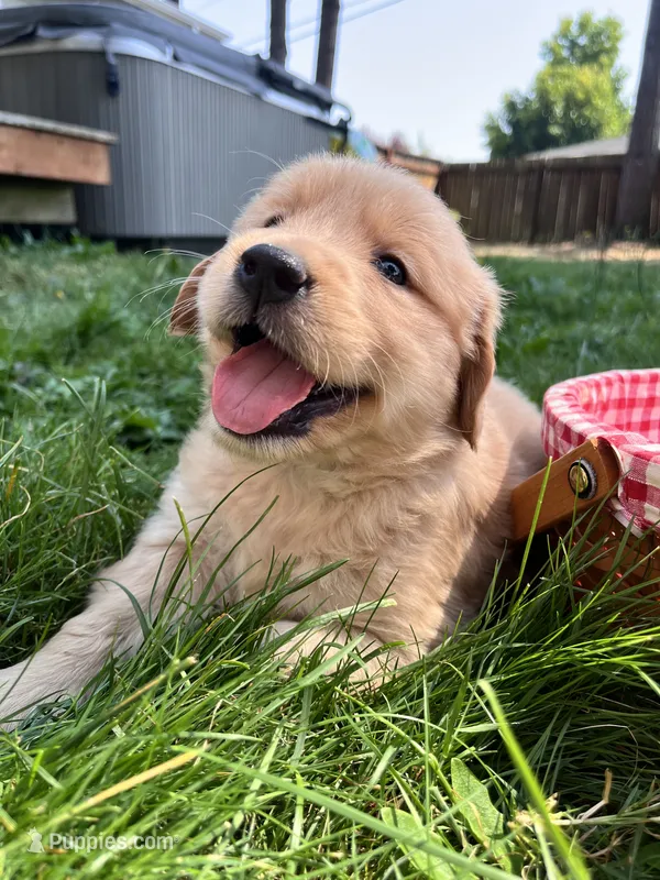 AKC Penny  – Golden Retriever puppy for sale in Tacoma, WA