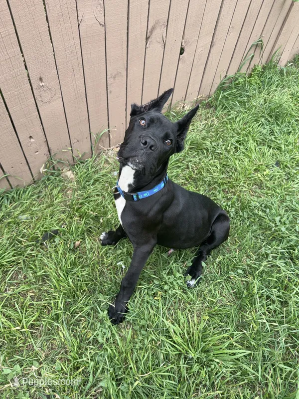 King  – Cane Corso puppy for sale in Keller, TX