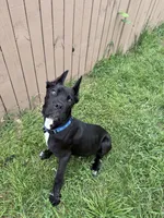 King , a male Cane Corso for sale in Keller, TX – 2 of 2