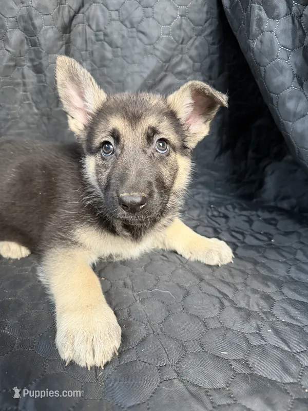 Girl 6 – German Shepherd Dog puppy for sale in Evansville, IN