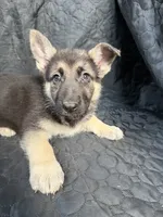 Girl 6, a female German Shepherd Dog for sale in Evansville, IN – 1 of 1