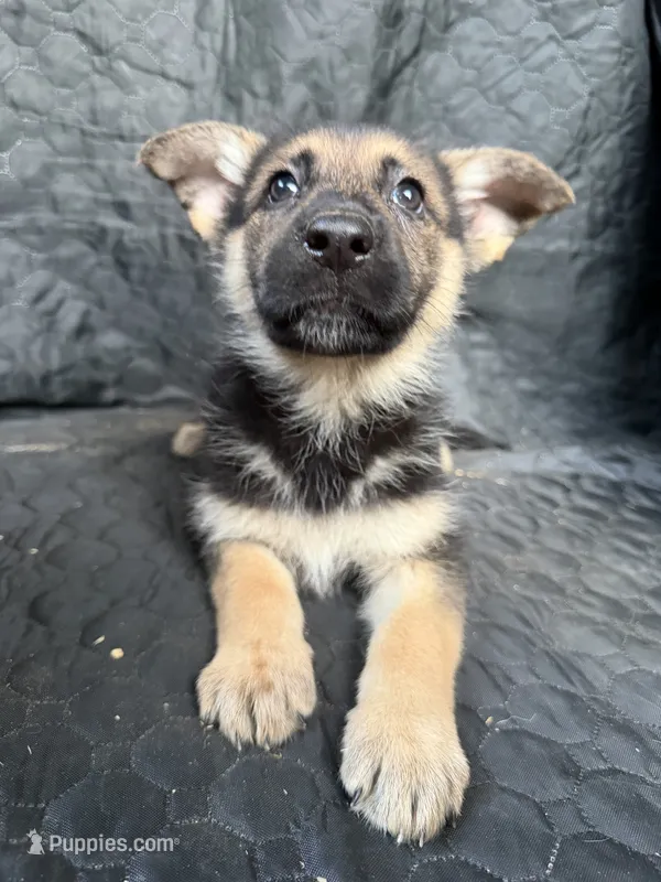 Girl 3 – German Shepherd Dog puppy for sale in Evansville, IN