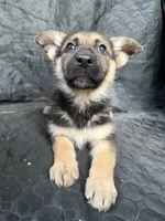 Girl 3, a female German Shepherd Dog for sale in Evansville, IN – 1 of 1