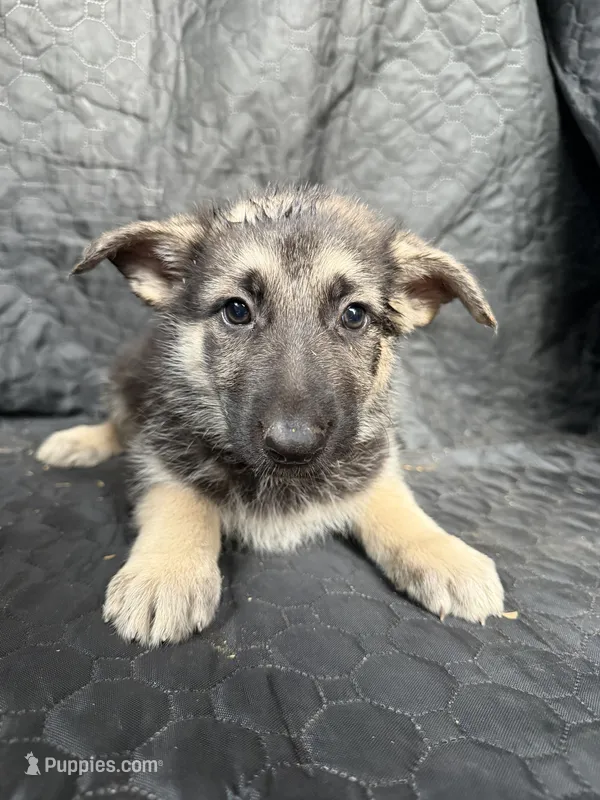 Girl 5 – German Shepherd Dog puppy for sale in Evansville, IN