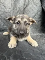 Girl 5, a female German Shepherd Dog for sale in Evansville, IN – 1 of 1
