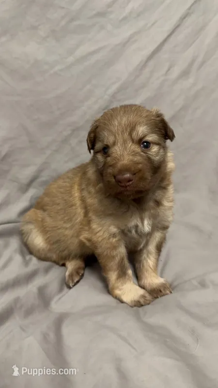 Puppy 1  – German Shepherd Dog puppy for sale in Evansville, IN