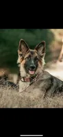 Puppy 1 , a female German Shepherd Dog for sale in Evansville, IN – Photo 4 of 4
