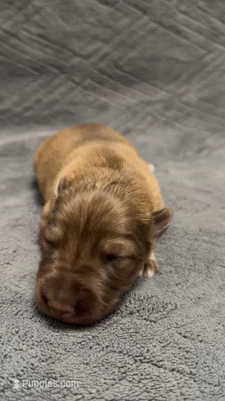 Puppy 1  – German Shepherd Dog puppy for sale in Evansville, IN