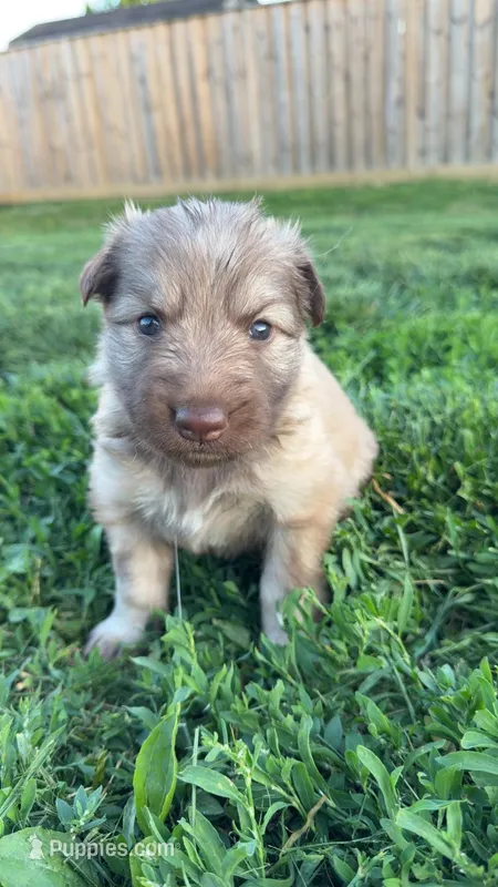 Puppy 1  – German Shepherd Dog puppy for sale in Evansville, IN
