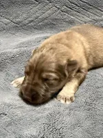 Puppy 1 , a female German Shepherd Dog for sale in Evansville, IN – Photo 3 of 4