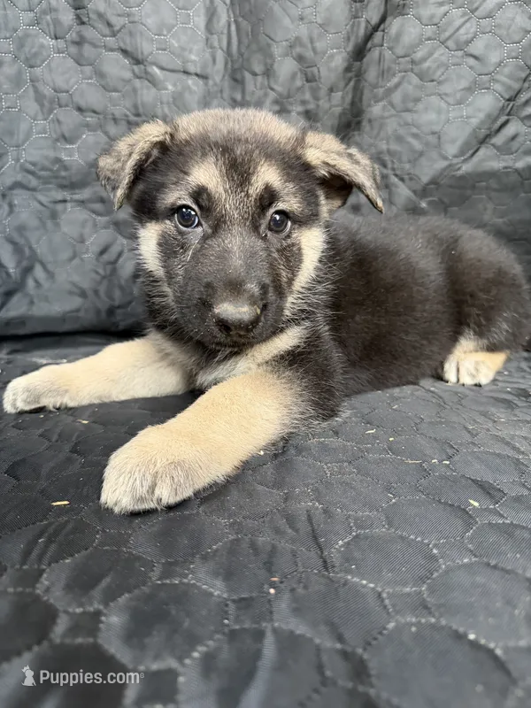 Male 1 – German Shepherd Dog puppy for sale in Evansville, IN