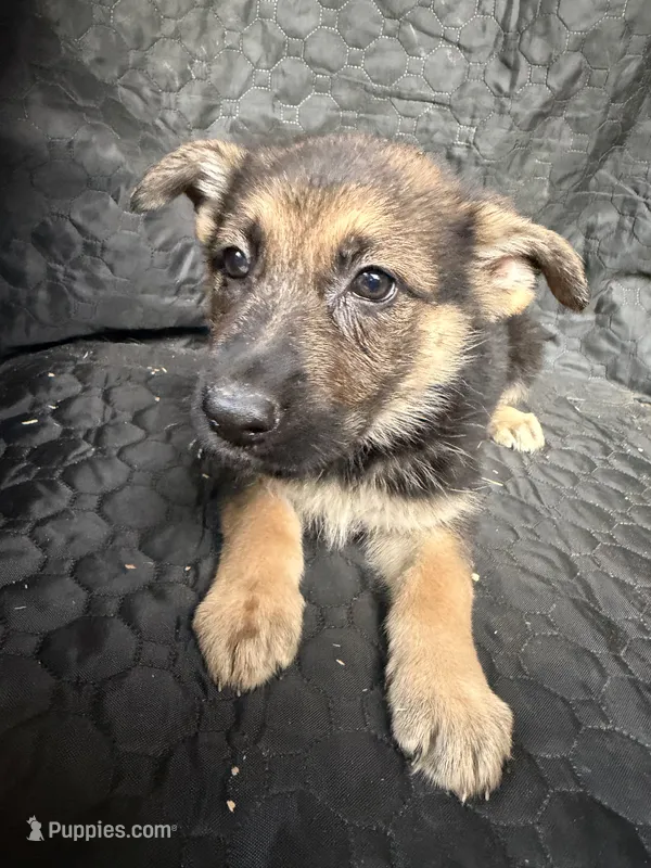 Girl 4 – German Shepherd Dog puppy for sale in Evansville, IN
