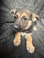 Girl 4, a female German Shepherd Dog for sale in Evansville, IN – 1 of 1