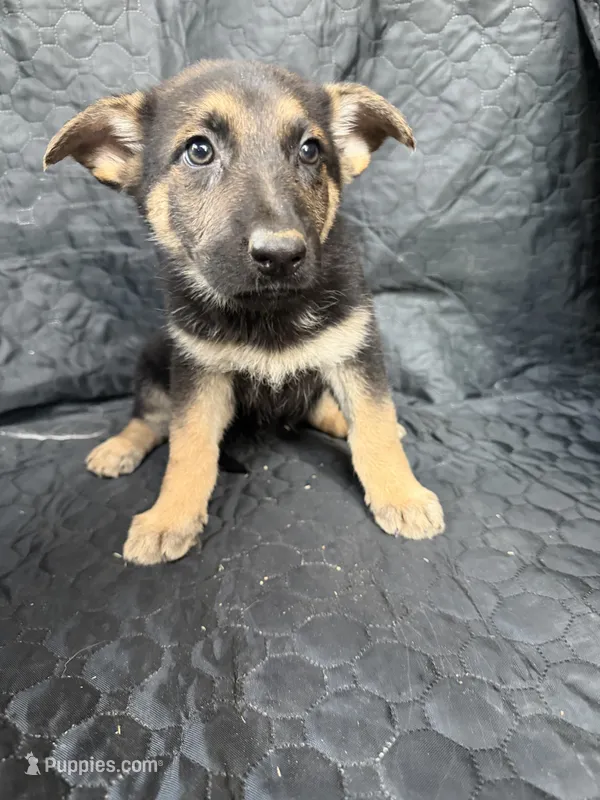 Girl 2 – German Shepherd Dog puppy for sale in Evansville, IN