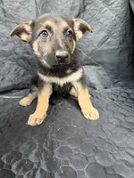 Girl 2, a female German Shepherd Dog for sale in Evansville, IN – 1 of 1