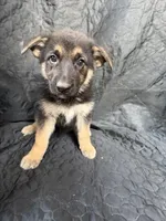 Girl 1 , a female German Shepherd Dog for sale in Evansville, IN – 1 of 1