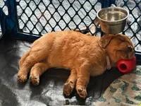 Lieutenant Purple, a female Golden Retriever for sale in Indianapolis, IN – 2 of 2