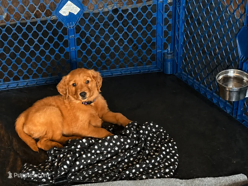 Lieutenant Purple – Golden Retriever puppy for sale in Indianapolis, IN