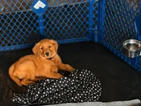 Lieutenant Purple, a female Golden Retriever for sale in Indianapolis, IN – 1 of 2