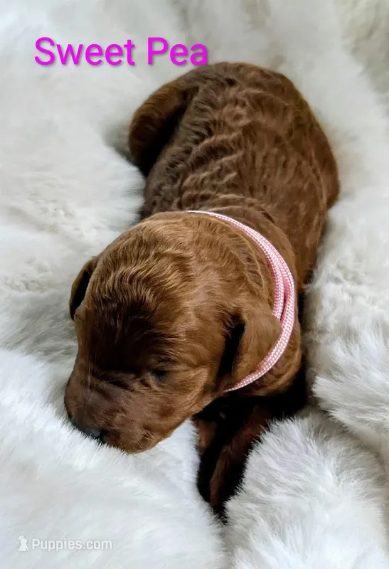 Pink collar, Sweetpea – Poodle - Standard  puppy for sale in Bellingham, WA