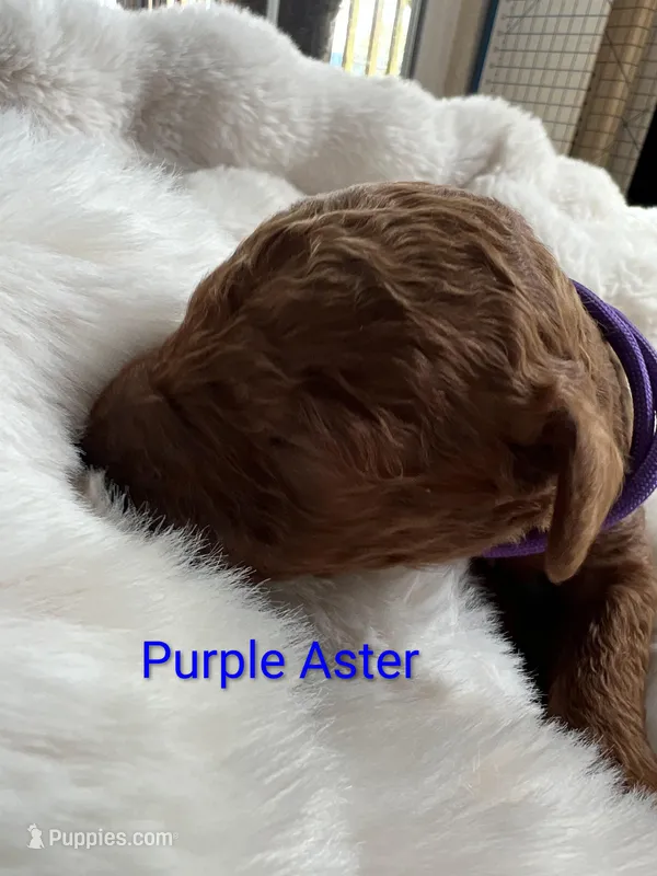 Purple collar Purple Aster – Poodle - Standard  puppy for sale in Bellingham, WA