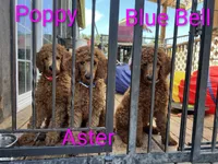 Blue collar, Blue Bell, a female Poodle - Standard  for sale in Bellingham, WA – 4 of 4