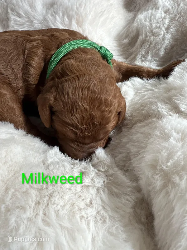 Green collar, Milkweed – Poodle - Standard  puppy for sale in Bellingham, WA