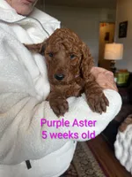 Purple collar Purple Aster, a female Poodle - Standard  for sale in Bellingham, WA – 3 of 3