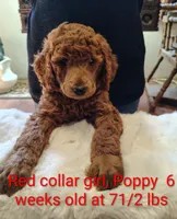 Red Color Collar, Poppy, a female Poodle - Standard  for sale in Bellingham, WA – 2 of 2