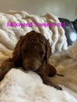 Green collar, Milkweed, a female Poodle - Standard  for sale in Bellingham, WA – 2 of 2