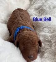 Blue collar, Blue Bell, a female Poodle - Standard  for sale in Bellingham, WA – 1 of 1