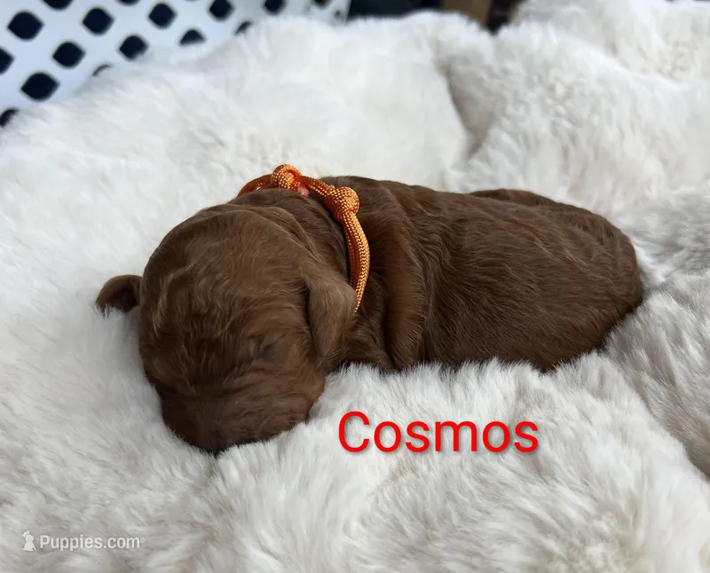 Orange collar Cosmos  – Poodle - Standard  puppy on hold in Bellingham, WA