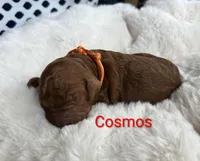 Orange collar Cosmos , a male Poodle - Standard  for sale in Bellingham, WA – 1 of 1