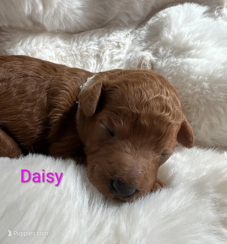 White collar Daisy – Poodle - Standard  puppy for sale in Bellingham, WA