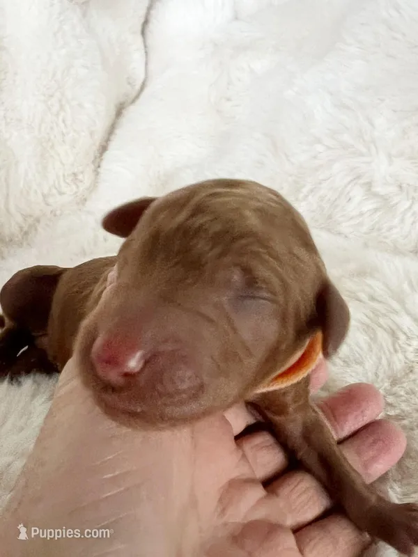 Orange collar Cosmos  – Poodle - Standard  puppy for sale in Bellingham, WA