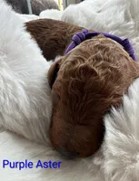 Red Color Collar, Poppy, a female Poodle - Standard  for sale in Bellingham, WA – 6 of 7
