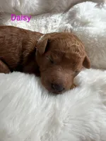 Red Color Collar, Poppy, a female Poodle - Standard  for sale in Bellingham, WA – 2 of 7