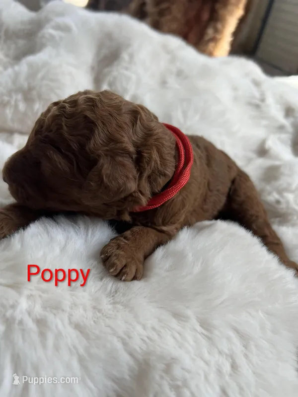 Orange collar Cosmos – Poodle - Standard  puppy for sale in Bellingham, WA