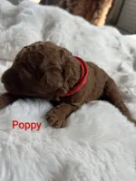 Red Color Collar, Poppy, a female Poodle - Standard  for sale in Bellingham, WA – 1 of 7