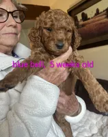 Blue collar, Blue Bell, a female Poodle - Standard  for sale in Bellingham, WA – 3 of 4