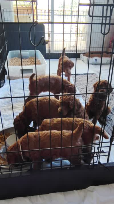 Purple collar Purple Aster, a female Poodle - Standard  for sale in Bellingham, WA – 2 of 3
