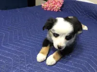 Jazzy, a female Miniature Australian Shepherd for sale in Clare, MI – 7 of 7