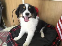 Happy, a male Australian Shepherd for sale in Clare, MI – 6 of 10