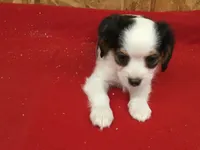 Tess, a female Cavapoo for sale in Clare, MI – 6 of 9