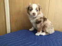 Romeo, a male Miniature Australian Shepherd for sale in Clare, MI – 3 of 8