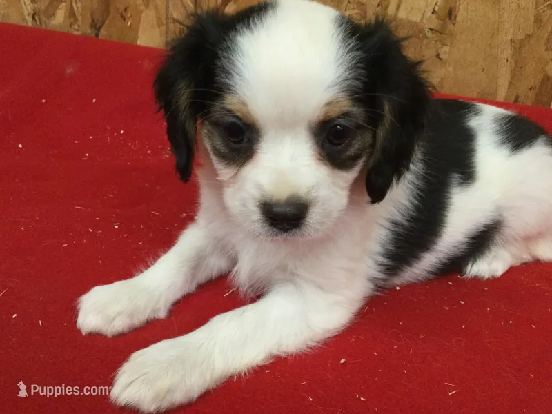 Tess – Cavapoo puppy for sale in Clare, MI