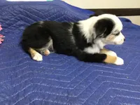Jazzy, a female Miniature Australian Shepherd for sale in Clare, MI – 5 of 7