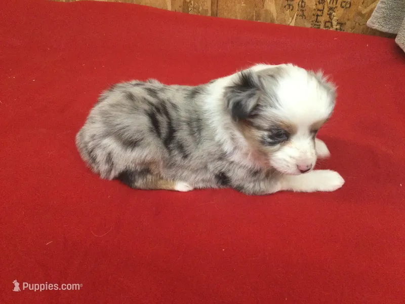 Skyler, a female Miniature Australian Shepherd for sale in Clare, MI – 1 of 10
