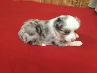 Skyler, a female Miniature Australian Shepherd for sale in Clare, MI – 1 of 10