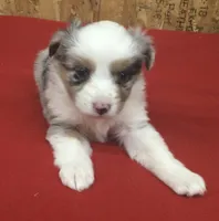 Skyler, a female Miniature Australian Shepherd for sale in Clare, MI – 7 of 10